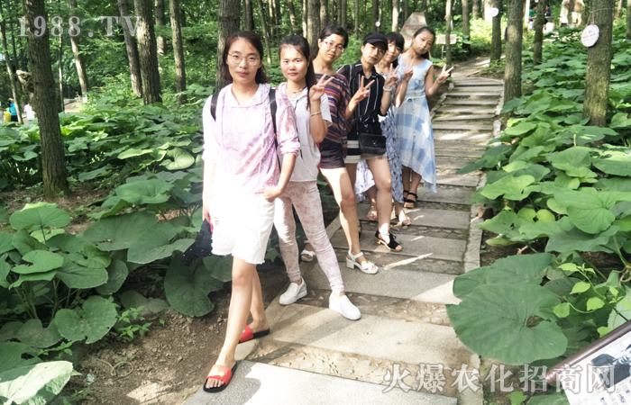 洛陽(yáng)白云山,感受云海之上的壯美