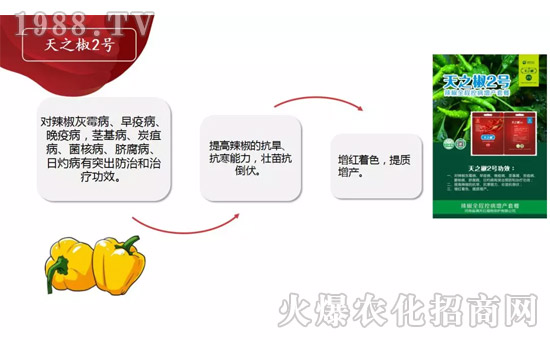 【河南滿天紅】祝大家在新的一年里工作順利,步步高升!