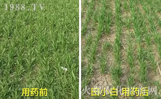 (ji)(ji)ηʲôˎôˎЧ