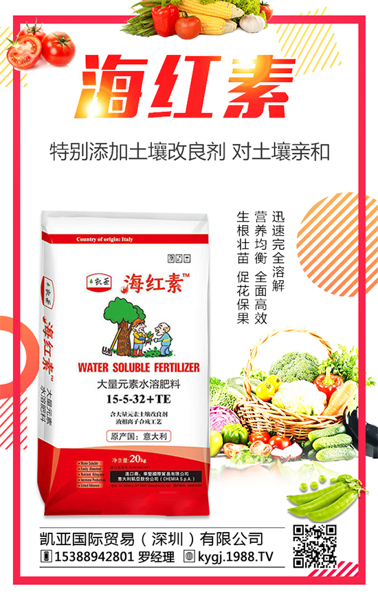 油麥菜的種植時間,冬季油麥菜種植管理!