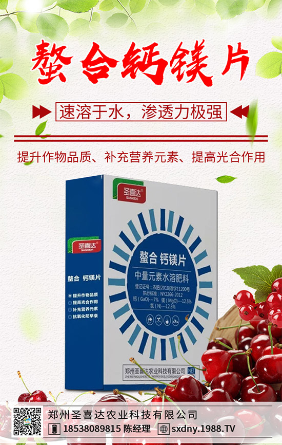 洋薊為什么這么受人歡迎?洋薊的市場(chǎng)行情分析