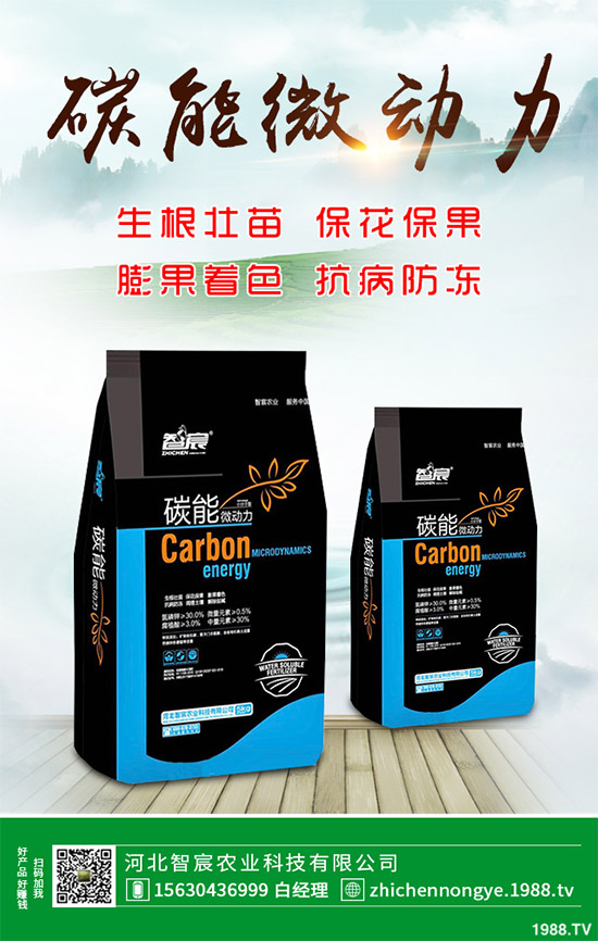 魔芋該怎么種?魔芋高產(chǎn)種植管理方案