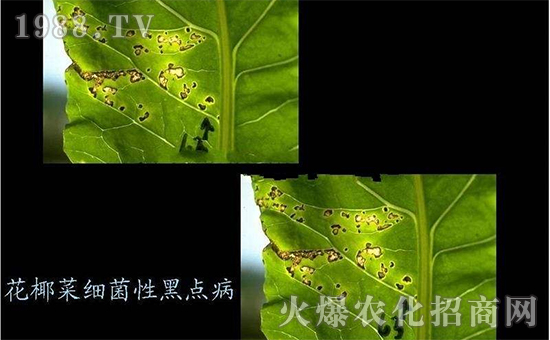 花椰菜細菌性黑點病3