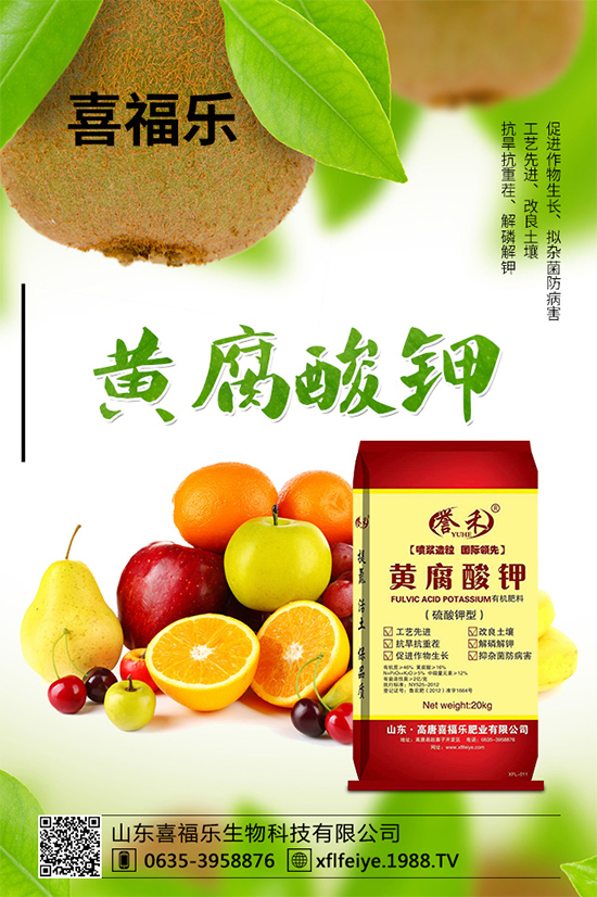 貢菊有哪些神奇功效?貢菊花的功效作用與禁忌