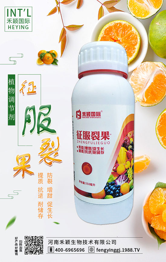 木耳菜什么時間種植?木耳菜種植方法!