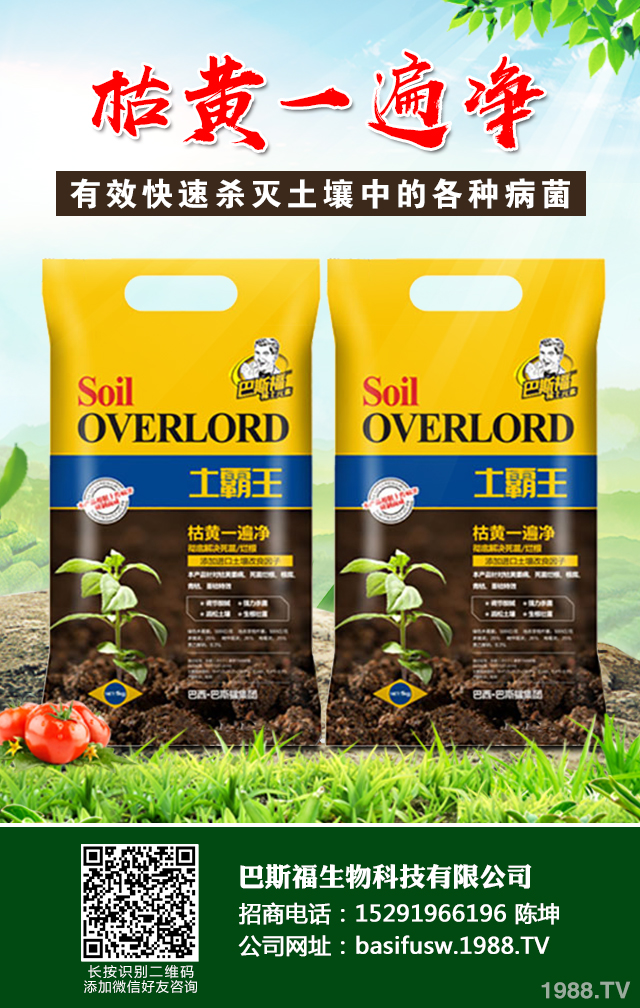 辣椒葉枯病怎樣防治?辣椒葉枯病防治技巧