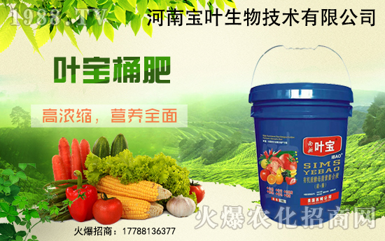 合作再升級,河南寶葉攜手1988.TV,打造網(wǎng)絡(luò)招商奇跡!