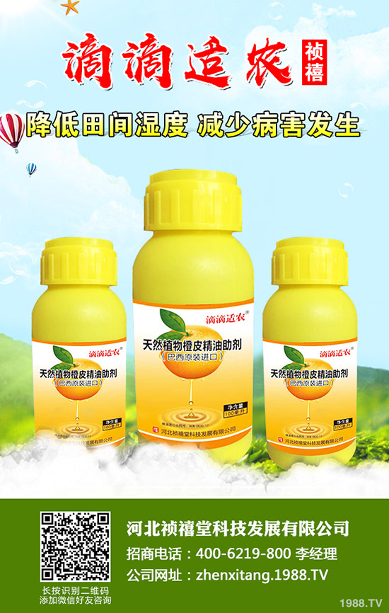 秋季草莓如何管理才能高產(chǎn)?秋季草莓定植管理技術(shù)!