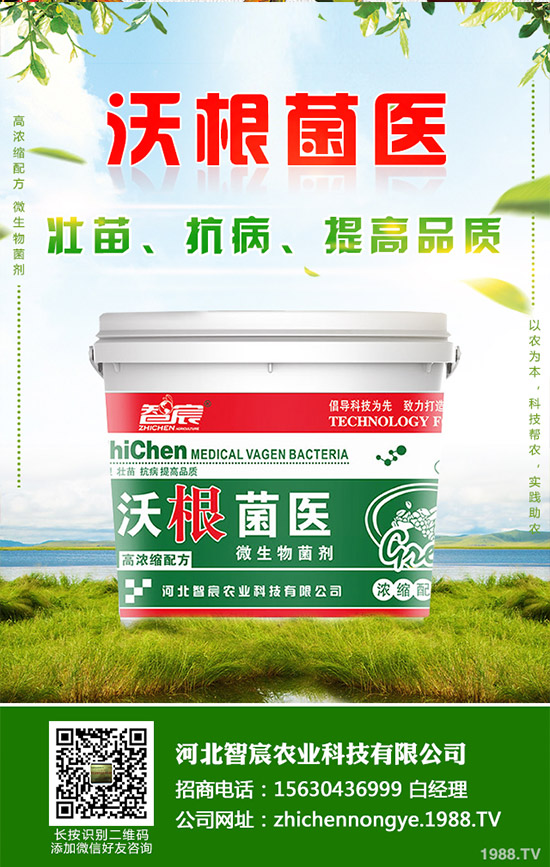 吃救心菜有哪些好處?救心菜的功效和作用!