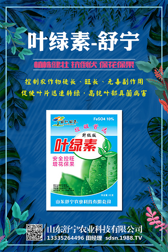 柿子怎么種植?種植柿子的注意事項(xiàng)有哪些?