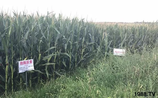 速看!小麥畝產(chǎn)1471斤,雙酶尿素全新升級(jí),“高產(chǎn)王”當(dāng)之無(wú)愧!