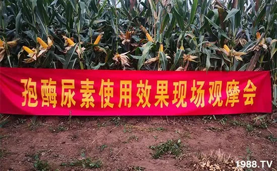 速看!小麥畝產(chǎn)1471斤,雙酶尿素全新升級(jí),“高產(chǎn)王”當(dāng)之無(wú)愧!