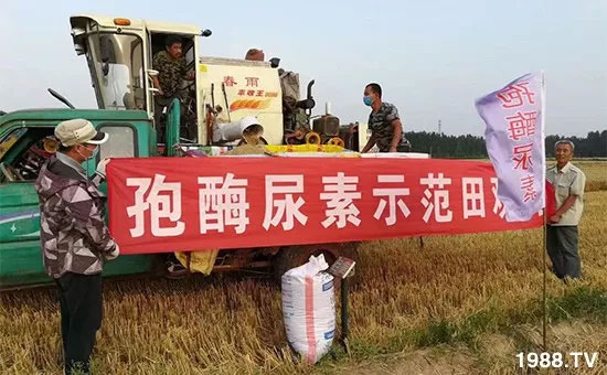 速看!小麥畝產(chǎn)1471斤,雙酶尿素全新升級(jí),“高產(chǎn)王”當(dāng)之無(wú)愧!