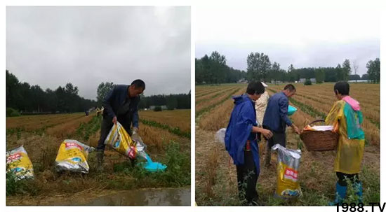 速看!小麥畝產(chǎn)1471斤,雙酶尿素全新升級(jí),“高產(chǎn)王”當(dāng)之無(wú)愧!