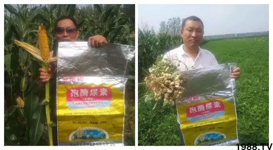 速看!小麥畝產(chǎn)1471斤,雙酶尿素全新升級(jí),“高產(chǎn)王”當(dāng)之無(wú)愧!