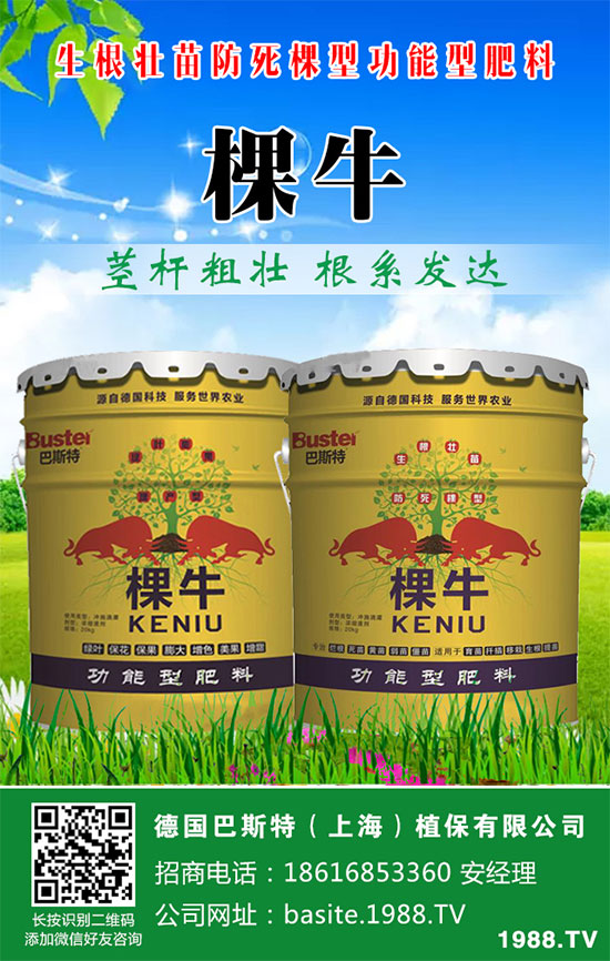 洋蔥如何施肥?洋蔥科學合理的施肥方法!