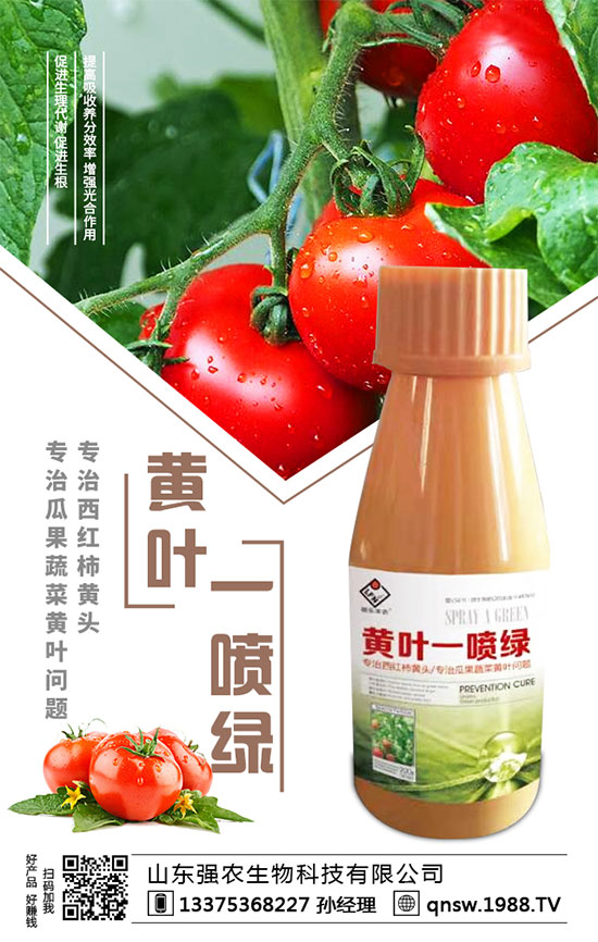 秋蘿卜播種時間,秋蘿卜種植需要注意哪些事項?