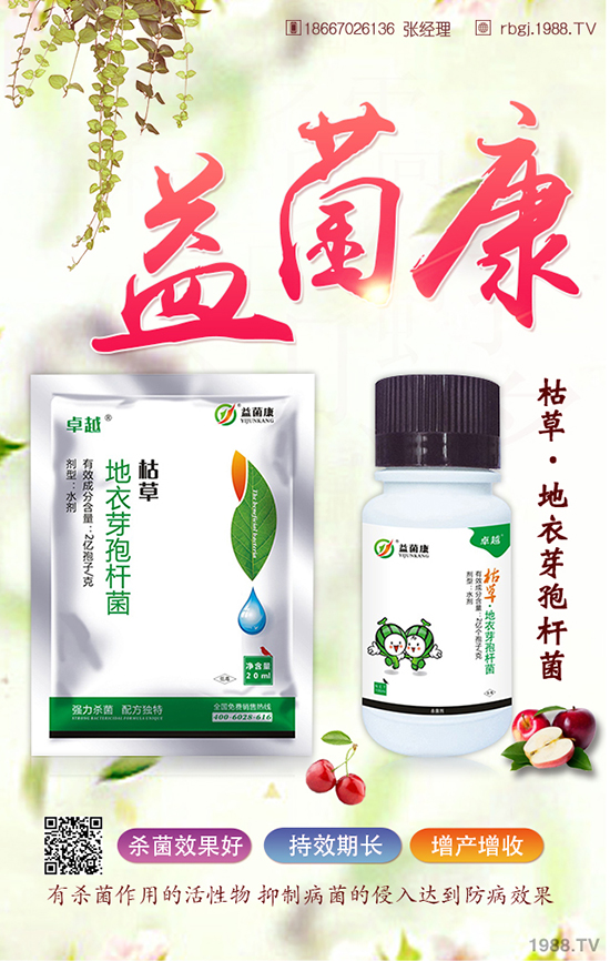 菠菜葉點病危害癥狀