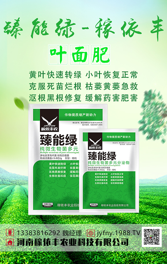 萵筍施肥有方法,萵筍四大科學施肥技術!