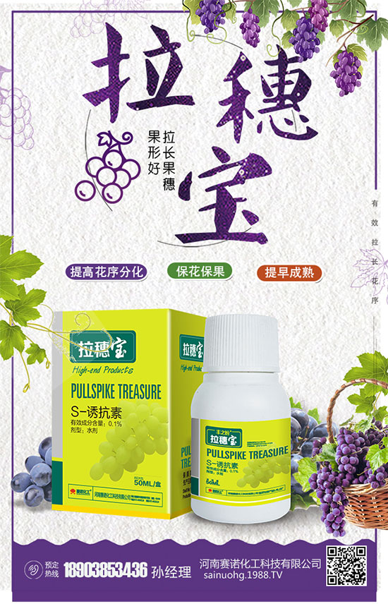 洋蔥什么時(shí)間種植?洋蔥的品種及高產(chǎn)種植方法!