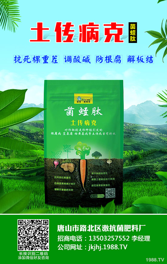 番茄立枯病危害癥狀,番茄立枯病怎么防治?