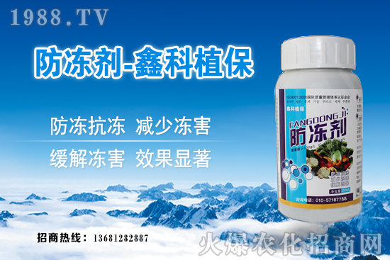 西葫蘆旺長什么原因?西葫蘆如何控旺?西葫蘆旺長補(bǔ)救措施!