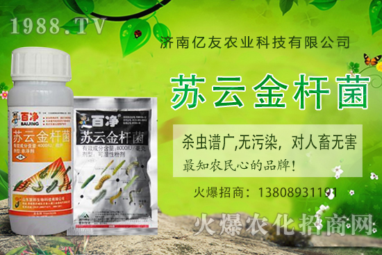 黃桃種植應(yīng)該注意哪些事項?黃桃種植時間及田間管理!