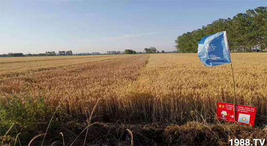 小麥赤霉病危害特點,防治小麥赤霉病用什么藥?
