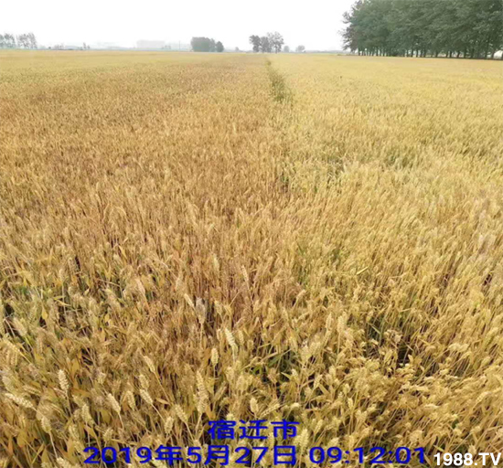 小麥赤霉病危害特點,防治小麥赤霉病用什么藥?