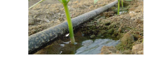 養(yǎng)根促根型有機水溶肥料-一畫農業(yè)_09