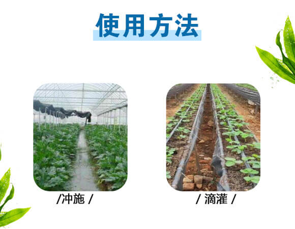 美果膨果型有機(jī)水溶肥料-一畫(huà)農(nóng)業(yè)_10