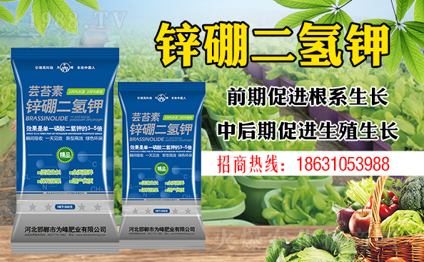 盆栽平安樹該怎樣澆水?澆什么水好?