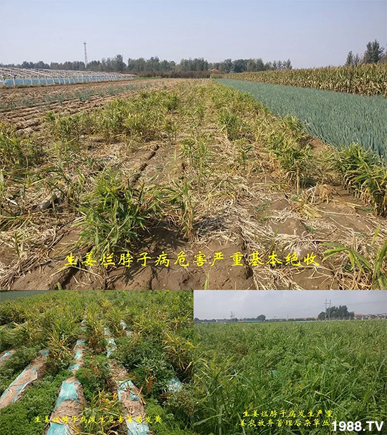     l(f)a(chn)ƷأnʽؠӲÑЧˣ