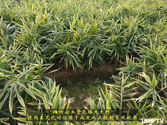     l(f)a(chn)ƷأnʽؠӲÑЧ