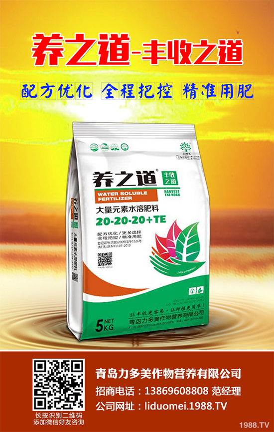 板藍(lán)根該如何種植?板藍(lán)根高產(chǎn)種植技術(shù)要點(diǎn)