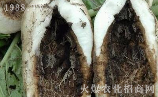 蘿卜黑腐病的癥狀和蘿卜黑腐病的防治!