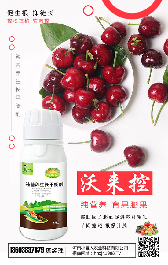 西葫蘆什么時間種植好?西葫蘆怎樣栽培才能高產(chǎn)?
