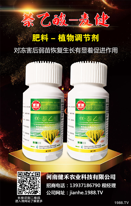 清水蓮菜該如何種植?怎樣才能獲得高產(chǎn)?清水蓮菜高產(chǎn)種植技術(shù)!