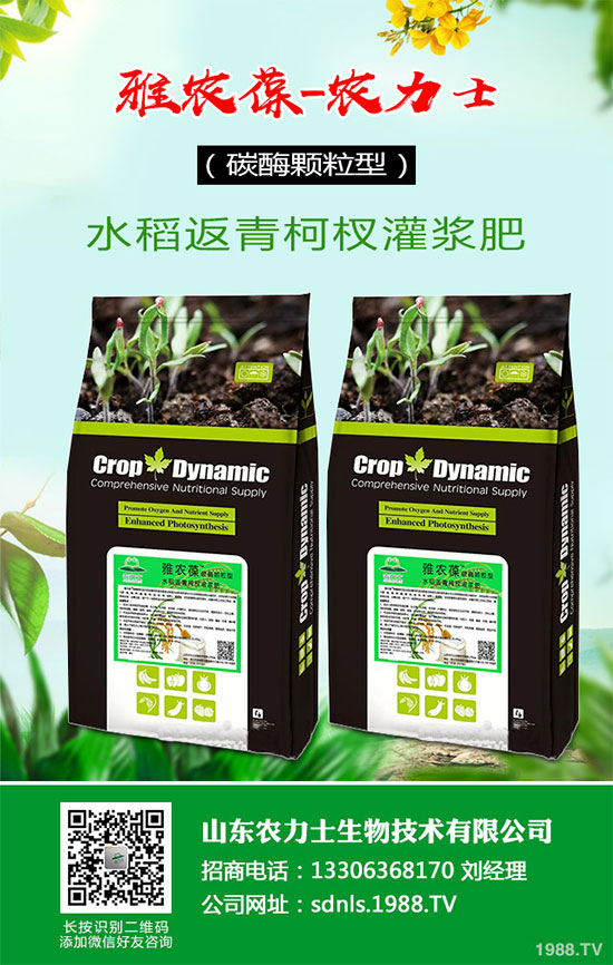 1馬鈴薯該如何切塊種植?馬鈴薯切塊種植技術(shù)及注意事項