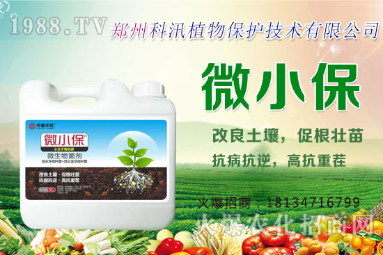 黑蒜的功效與作用,黑蒜與白蒜哪個更有營養(yǎng)?