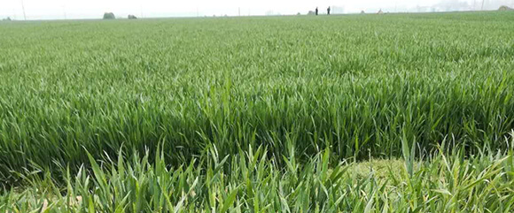 農(nóng)夫稼園生物技術有限公司_15