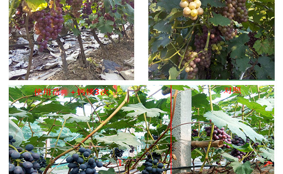 vSr(nng)I(y)Ƽ޹˾_10