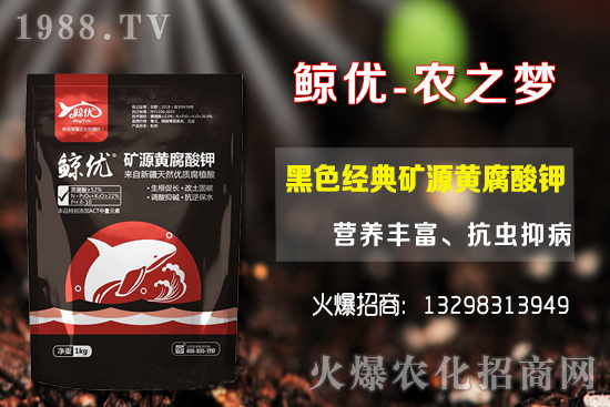 青棗的種植密度,青棗的品種選擇及種植方法!