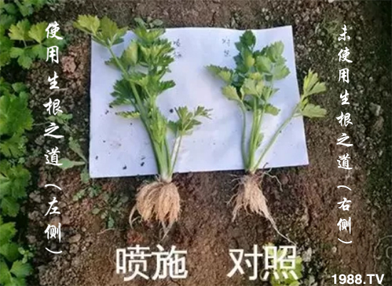 ϵa(chn)֮¸a(chn)o(w)n