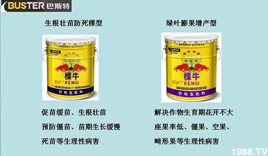 如何讓種植變得更輕松?一個(gè)套餐,全面配方,巴斯特大姜營(yíng)養(yǎng)套餐方案!
