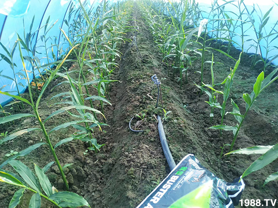 如何讓種植變得更輕松?一個(gè)套餐,全面配方,巴斯特大姜營(yíng)養(yǎng)套餐方案!