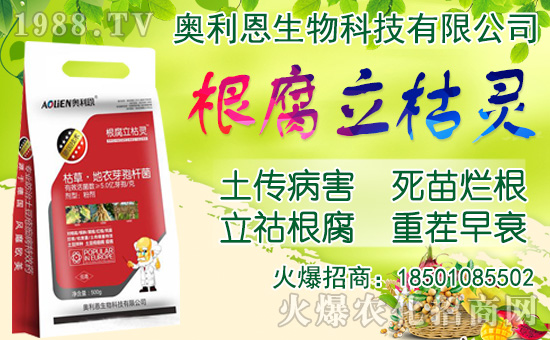 洋蔥如何施肥?洋蔥種植方法及播種時(shí)間!