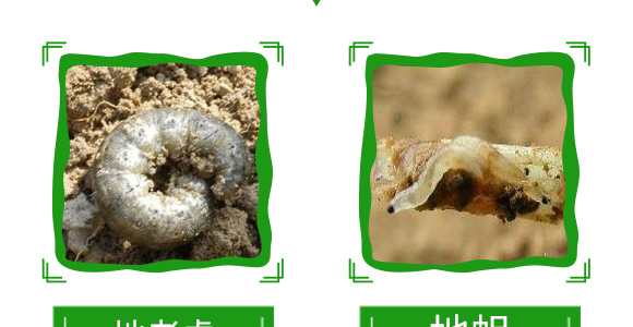 20%氟氰·辛硫磷-帥方-加號(hào)農(nóng)業(yè)_11