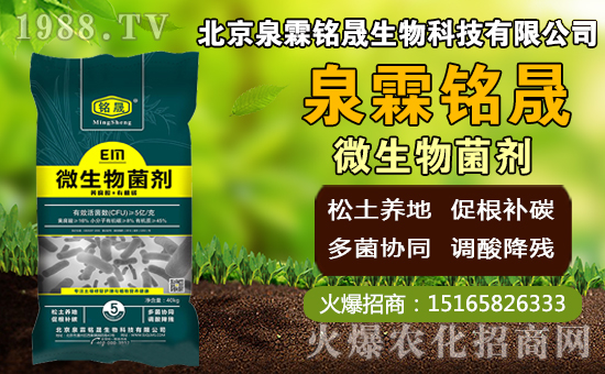 芒果什么時間種植,芒果種植方法及控水時期!