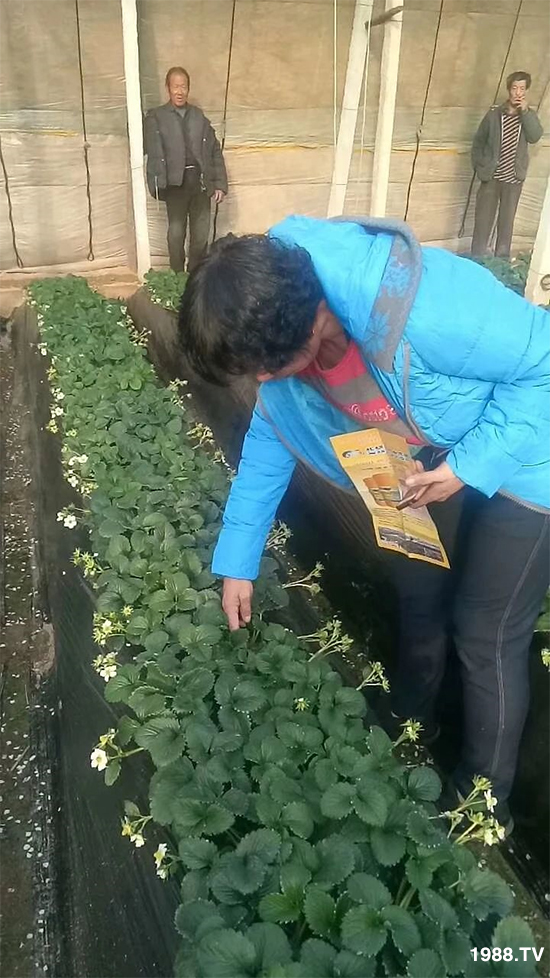 水溶肥市場大變革!?海藻精、魚蛋白將被它代替!1000多用戶鼎力推薦!